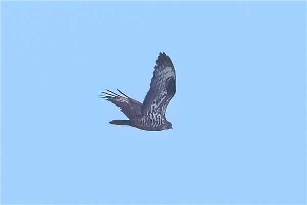 Honey-buzzard Photo of Honey-buzzard. Taken by Andy Tew.