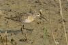Curlew Sandpiper