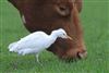 Cattle Egret