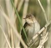 Reed Warbler
