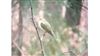 Wood Warbler