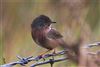 Dartford Warbler, Hook Spit, Hook-with-Warsash, 20/10/2022 Photo of Dartford Warbler at Hook Spit, Hook-with-Warsash, Hampshire. Taken by Andy Tew on 20th October 2022.