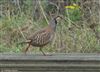 Red-legged Partridge, Calshot Spit, 15/11/2025 Photo of Red-legged Partridge at Calshot Spit, Hampshire. Taken by Tomasz Doron on 15th November 2025.