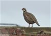 Red-legged Partridge, Calshot Spit, 15/11/2025 Photo of Red-legged Partridge at Calshot Spit, Hampshire. Taken by Tomasz Doron on 15th November 2025.