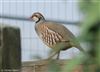 Red-legged Partridge, Calshot Spit, 15/11/2025 Photo of Red-legged Partridge at Calshot Spit, Hampshire. Taken by Tomasz Doron on 15th November 2025.