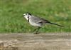 White Wagtail, Calshot Spit, 15/11/2025 Photo of White Wagtail at Calshot Spit, Hampshire. Taken by Tomasz Doron on 15th November 2025.