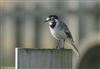 White Wagtail, Calshot Spit, 15/11/2025 Photo of White Wagtail at Calshot Spit, Hampshire. Taken by Tomasz Doron on 15th November 2025.