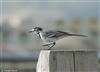 White Wagtail, Calshot Spit, 15/11/2025 Photo of White Wagtail at Calshot Spit, Hampshire. Taken by Tomasz Doron on 15th November 2025.