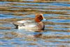 Eurasian Wigeon, Lower Test Marshes, 25/11/2025 Photo of Eurasian Wigeon at Lower Test Marshes, Hampshire. Taken by Andy Tew on 25th November 2025.