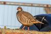 Red-legged Partridge, Calshot Spit, 30/11/2025 Photo of Red-legged Partridge at Calshot Spit, Hampshire. Taken by Andy Tew on 30th November 2025.