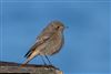 Black Redstart, Calshot Spit, 30/11/2025 Photo of Black Redstart at Calshot Spit, Hampshire. Taken by Andy Tew on 30th November 2025.