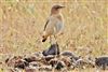 Wheatear, Janesmoor, 06/10/2026 Wheatear at Janesmoor, Hampshire. Photographed by John Coates on 6th October 2026.