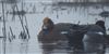 Eurasian Wigeon, Pennington Marsh, 31/12/2025 Photo of Eurasian Wigeon at Pennington Marsh, Hampshire. Taken by Ben Hayward on 31st December 2025.
