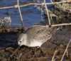 Sanderling, Normandy Marsh/Lagoon, 16/01/2026 Photo of Sanderling at Normandy Marsh/Lagoon, Hampshire. Taken by Stuart Bulbrooke on 16th January 2026.