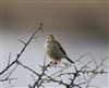 Tree Pipit, Normandy Marsh/Lagoon, 21/01/2026 Photo of Tree Pipit at Normandy Marsh/Lagoon, Hampshire. Taken by Stuart Bulbrooke on 21st January 2026.