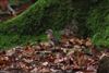 Brambling, Barrow Moor, NF, 24/01/2026 Photo of Brambling at Barrow Moor, NF, Hampshire. Taken by Andy Tew on 24th January 2026.