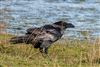 Raven, Pennington Marsh, 05/01/2026 Photo of Raven at Pennington Marsh, Hampshire. Taken by Andy Tew on 5th January 2026.