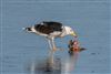 Great Black-backed Gull, Jetty Lagoon, Pennington, 05/01/2026 Great Black-backed Gull at Jetty Lagoon, Pennington, Hampshire. Photographed by Andy Tew on 5th January 2026.