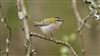 Firecrest, Botley Wood, 15/03/2026 Photo of Firecrest at Botley Wood, Hampshire. Taken by Mark Rolfe on 15th March 2026.