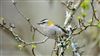 Firecrest, Botley Wood, 15/03/2026 Photo of Firecrest at Botley Wood, Hampshire. Taken by Mark Rolfe on 15th March 2026.