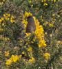 Dartford Warbler, Hamble Common, 20/03/2026 Photo of Dartford Warbler at Hamble Common, Hampshire. Taken by Diane Martin on 20th March 2026.