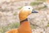 Ruddy Shelduck, Ranvilles Lane, 23/03/2026 Photo of Ruddy Shelduck at Ranvilles Lane, Hampshire. Taken by Andy Tew on 23rd March 2026.