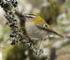 Firecrest, Whiteley Pastures, 29/03/2026 Photo of Firecrest at Whiteley Pastures, Hampshire. Taken by Darryl Gorman on 29th March 2026.