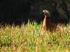 Ruddy Shelduck, Ranvilles Lane, 03/03/2026 Photo of Ruddy Shelduck at Ranvilles Lane, Hampshire. Taken by Peter Honeysett on 3rd March 2026.