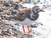 Turnstone, Jetty Lagoon, Pennington, 17/04/2026 Photo of Turnstone at Jetty Lagoon, Pennington, Hampshire. Taken by Michael Lomax on 17th April 2026.