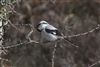 Great Grey Shrike, Pig Bush, NF, 14/03/2026 Photo of Great Grey Shrike at Pig Bush, NF, Hampshire. Taken by David Cuddon on 14th March 2026.