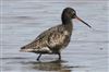 Spotted Redshank, Avon Flood, Keyhaven, 25/04/2026 Spotted Redshank at Avon Flood, Keyhaven, Hampshire. Photographed by Chris Barrass on 25th April 2026.