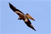Red Kite, Avon Flood, Keyhaven, 26/04/2026 Photo of Red Kite at Avon Flood, Keyhaven, Hampshire. Taken by Chris Barrass on 26th April 2026.