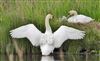 Mute Swan, Sturt Pond, Milford on Sea, 11/05/2026 Photo of Mute Swan at Sturt Pond, Milford on Sea, Hampshire. Taken by John Coates on 11th May 2026.