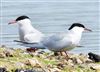 Common Tern, Fishtail Lagoon, Keyhaven Marsh, 21/05/2026 Photo of Common Tern at Fishtail Lagoon, Keyhaven Marsh, Hampshire. Taken by John Coates on 21st May 2026.