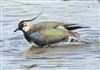 Lapwing, Fishtail Lagoon, Keyhaven Marsh, 21/05/2026 Photo of Lapwing at Fishtail Lagoon, Keyhaven Marsh, Hampshire. Taken by John Coates on 21st May 2026.
