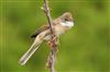 Common Whitethroat, Lower Pennington Lane, 01/05/2026 Photo of Common Whitethroat at Lower Pennington Lane, Hampshire. Taken by John Coates on 1st May 2026.