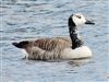 Canada Goose, Butts Lagoon, Pennington, 01/05/2026 Photo of Canada Goose at Butts Lagoon, Pennington, Hampshire. Taken by John Coates on 1st May 2026.