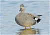 Gadwall, Butts Lagoon, Pennington, 01/05/2026 Photo of Gadwall at Butts Lagoon, Pennington, Hampshire. Taken by John Coates on 1st May 2026.