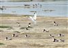 Shelduck, Fishtail Lagoon, Keyhaven Marsh, 01/05/2026 Photo of Shelduck at Fishtail Lagoon, Keyhaven Marsh, Hampshire. Taken by John Coates on 1st May 2026.
