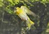 Siskin, Cadmans Pool, NF, 29/04/2026 Photo of Siskin at Cadmans Pool, NF, Hampshire. Taken by John Coates on 29th April 2026.