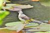 Grey Wagtail, Eyeworth Pond, 09/06/2026 Photo of Grey Wagtail at Eyeworth Pond, Hampshire. Taken by John Coates on 9th June 2026.