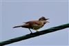 Common Whitethroat, Titchfield Haven Canal Path, 15/06/2026 Photo of Common Whitethroat at Titchfield Haven Canal Path, Hampshire. Taken by Glyn Hiscock on 15th June 2026.