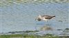 Greenshank, Hook Spit, Hook-with-Warsash, 19/07/2026 Photo of Greenshank at Hook Spit, Hook-with-Warsash, Hampshire. Taken by Richard Fisher on 19th July 2026.
