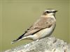 Wheatear, Lower Test Marshes, 22/08/2026 Wheatear at Lower Test Marshes, Hampshire. Photographed by Steve Clemons on 22nd August 2026.