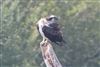Osprey, Fishlake Meadows, 25/08/2026 Osprey at Fishlake Meadows, Hampshire. Photographed by Andy Tew on 25th August 2026.