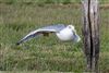 Yellow-legged Gull, Lower Test Marshes, 25/08/2026 Yellow-legged Gull at Lower Test Marshes, Hampshire. Photographed by Andy Tew on 25th August 2026.
