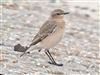 Wheatear, Jetty Lagoon, Pennington, 27/08/2026 Wheatear at Jetty Lagoon, Pennington, Hampshire. Photographed by Michael Lomax on 27th August 2026.
