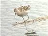 Ruff, Jetty Lagoon, Pennington, 27/08/2026 Ruff at Jetty Lagoon, Pennington, Hampshire. Photographed by Michael Lomax on 27th August 2026.