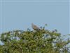 Turtle Dove Photo of Turtle Dove. Photographed by Thomas Coldwell.