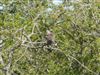 Turtle Dove Photo of Turtle Dove. Photographed by Thomas Coldwell.